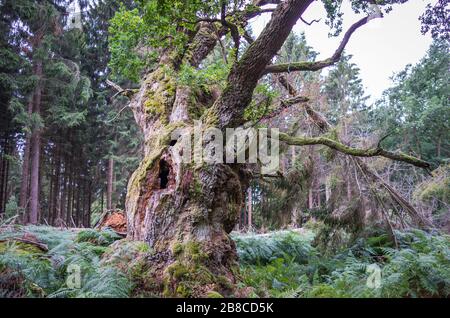 Alte märchenhafte Gerichtseiche im Reinhardswald Foto Stock