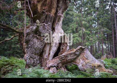 Alte märchenhafte Gerichtseiche im Reinhardswald Foto Stock