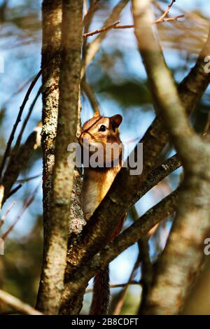 Chipmunk arrampicata su un albero dopo aver foraggiato per il cibo sul pavimento della foresta. Fauna selvatica nel suo habitat naturale in Ontario, Canada. Foto Stock