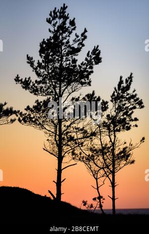 due pini fini al tramonto sulla riva del mare, creando la loro silhouette contro la retroilluminazione e il cielo in due colori blu e rossastro o anche ora Foto Stock