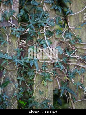 Ivy arrampicata su una recinzione di legno Foto Stock