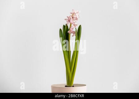 Giacinto in un vaso da fiori su uno sfondo muro chiaro. Bella giovane giacinto fiore con petali rosa e bianco. Un fiore con molte gemme rosa e bellezza Foto Stock