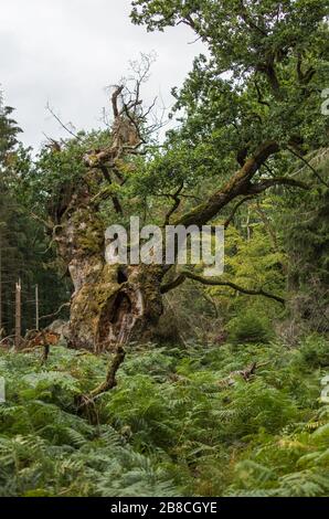 Alte märchenhafte Gerichtseiche im Reinhardswald Foto Stock