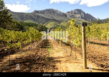 Filari di vitigni sani Semillon coltivati presso la Fattoria del vino di Delheim a Stellenbosch, provincia del Capo, Sudafrica Foto Stock