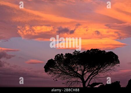 A Stone Pine è rappresentato contro uno splendido tramonto sudafricano nella città di Simon Foto Stock