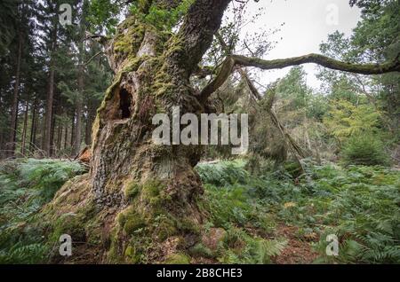 Alte märchenhafte Gerichtseiche im Reinhardswald Foto Stock