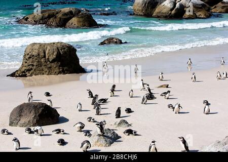Pinguini africani gregari sulla Boulders Beach a False Bay, Città del Capo Foto Stock