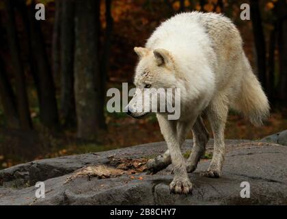 In cerca di preda Foto Stock