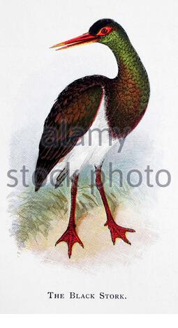 Black Stork (Ciconia nigra), illustrazione vintage pubblicata nel 1898 Foto Stock