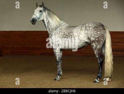 Puro Cavallo Spagnolo o PRE,colline punteggiano grigio mare ritratto contro il buio Foto Stock