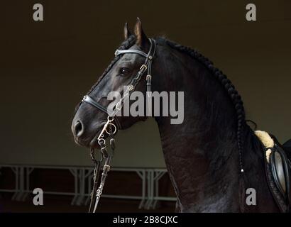 Ritratto di cavallo friesiano in una stalla scura Foto Stock