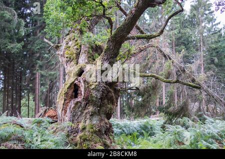 Alte märchenhafte Gerichtseiche im Reinhardswald Foto Stock