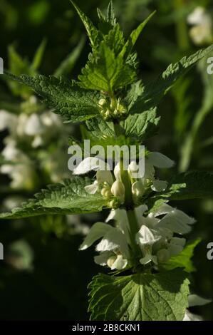 Pianta di album lamium (bianco morto-ortica) con fiori e boccioli circondati da foglie. Foto Stock