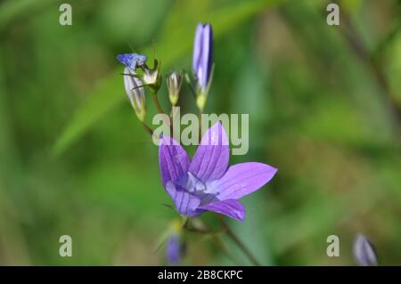 Primo piano di fiori di patula Campanula. Questa pianta è conosciuta come fiorellino di diffusione. Foto Stock