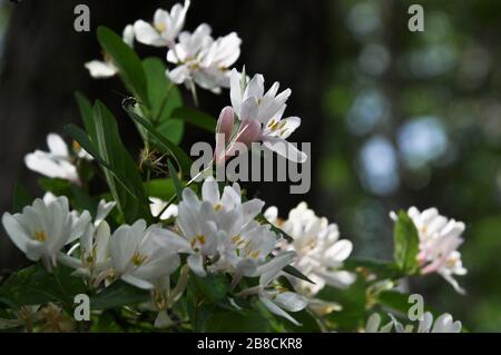 Primo piano del ramo di honeysuckle di mosca con fiori e gemme. Anche questa pianta è conosciuta come nido d'ape di mosca europia, nana nido d'ape o mosca woodbine. Foto Stock