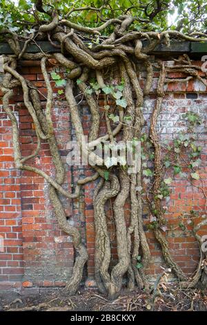 Vecchio gnarly Ivy Vine che si insinua su un antico muro di mattoni del Cimitero e intemperie a Berlino. Rami secchi spessi. Foto Stock