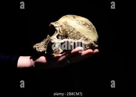 Modello di cranio antenato umano (Australopithecus africanus) su una mano. Sfondo scuro. Foto Stock