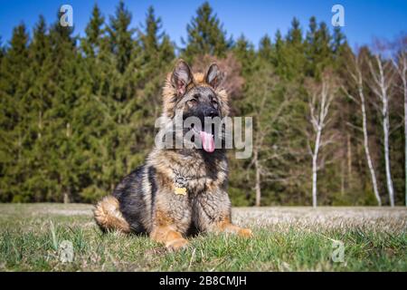 Cane pastore tedesco a pelo lungo (cane alsaziano) sdraiato su un prato Foto Stock
