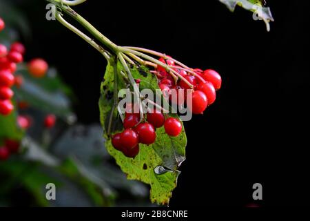 mirtilli di rosa guelder in autunno Foto Stock