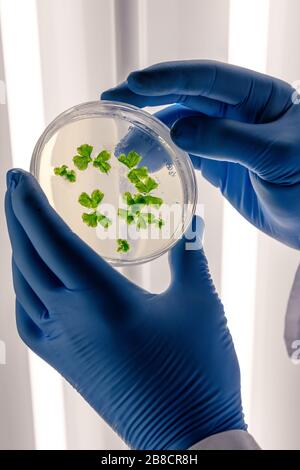 Manipolazione scientifica di colture in capsule di Petri in frigorifero da laboratorio bioscienza. Concetto di scienza, laboratorio e studio delle malattie. Coronavirus Foto Stock
