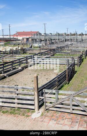 penne di bestiame ai depositi in fort worth texas Foto Stock