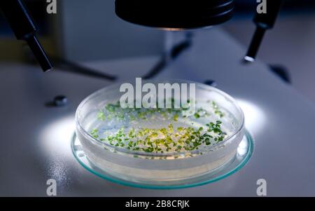 La coltura in una capsula di Petri sotto uno stereomicroscopio leggero è esaminata per la ricerca di bioscienza farmaceutica. Concetto di scienza, laboratorio e studio di Foto Stock