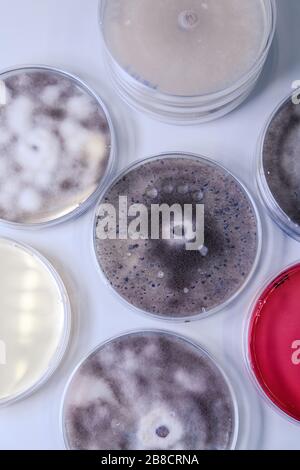 Coltura microbiologica in capsula di Petri per la ricerca sulla bioscienza farmaceutica. Concetto di scienza, laboratorio e studio delle malattie. Coronavirus (COV Foto Stock