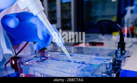 Separazione delle proteine su gel in camere per elettroforesi. Concetto di scienza, laboratorio e studio delle malattie. Depel per il trattamento del coronavirus (COVID-19) Foto Stock