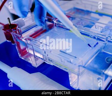 Separazione delle proteine su gel in camere per elettroforesi. Concetto di scienza, laboratorio e studio delle malattie. Depel per il trattamento del coronavirus (COVID-19) Foto Stock