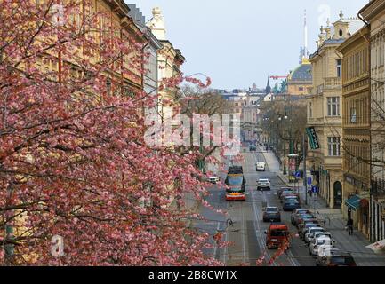 Praga, Repubblica Ceca, 21 marzo 2020, fiori di ciliegio. Fermata del tram Újezd. Teatro Nazionale. strada senza turista. Foto Stock