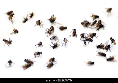 volare, volare palo, molti la maggior parte delle mosche volare morto su terra bianca, mosche sono portatori di tubercolosi tifoide (fuoco selettivo) Foto Stock