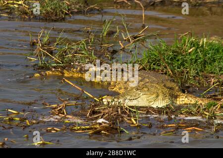 Un grande coccodrillo si crogiola al sole sui bordi del canale di Kazinga. Questi grandi rettili hanno alcuni dei mezzi più efficienti di controllo Foto Stock