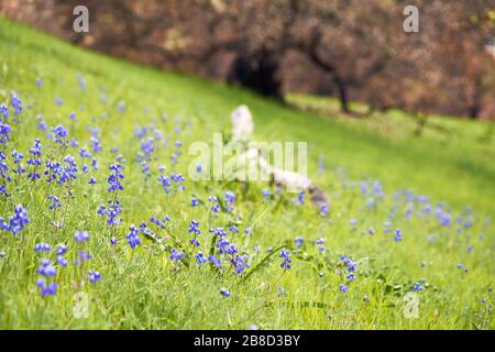 I lupini del cielo della California o lupinus nanus fioriscono abbondantemente su una collina con erba fresca e un albero di quercia in marzo a Windsor, contea di Sonoma, California. Foto Stock