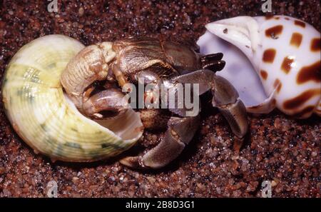 Terra granchio eremita (Coenobita clypeatus) cambiando il suo guscio Foto Stock