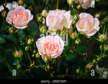 Rose rosa chiaro con gemme a Hagley Park durante Natale, Christchurch, Nuova Zelanda Foto Stock