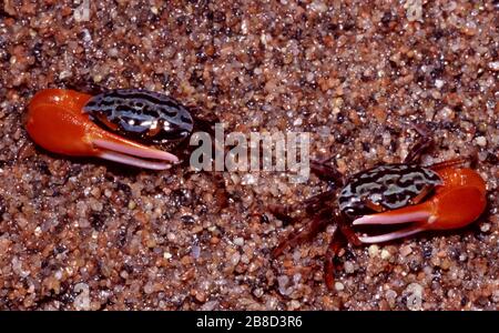 Granchi maschi di fiddler, Uca annullipes Foto Stock