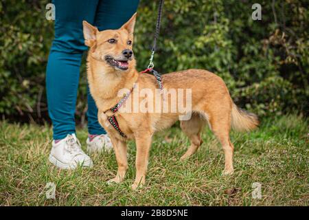 Carino marrone Foxy fronteggiato mongrel cane sul guinzaglio in piedi su erba verde cercando felice. Un divertimento nel parco con un amico umano dietro di lui con pantaloni blu. Foto Stock