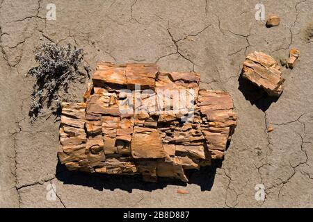 La Foresta pietrificata nei pressi di Sarmiento, Patagonia/Argentina. Tronchi di albero e trucioli di legno sono sparsi tutto intorno Foto Stock
