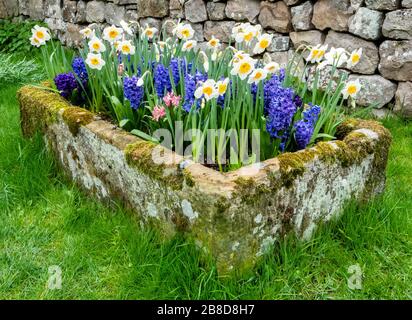 Trogolo di pietra piantato con bulbi primaverili di Narcissus Hyacinth e Tulip - Somerset UK Foto Stock