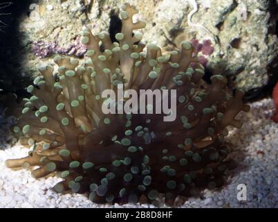 Ramificazione corallo di rana-uova, Euphyllia paradivisa Foto Stock