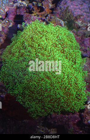 Ramificazione corallo di rana-uova, Euphyllia paradivisa Foto Stock