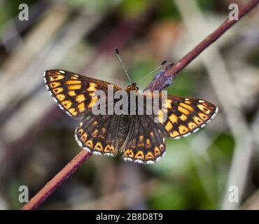 Maschio Duca di Borgogna (Hamearis lucina) a Noar Hill vicino Selbourne in Hampshire Foto Stock