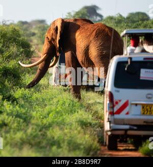 Uno dei pochi elefanti africani tusker rimasti nel mondo affollato da veicoli safari nel Parco Nazionale di Tsavo nel Kenya meridionale Foto Stock