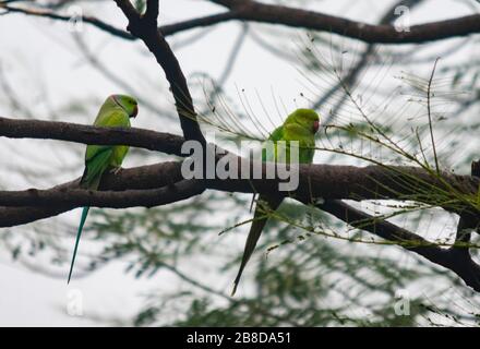 India, Delhi, Nuova Delhi - 8 gennaio 2020 - un bel paio di parakeets rosa-ringed a Nuova Delhi Foto Stock