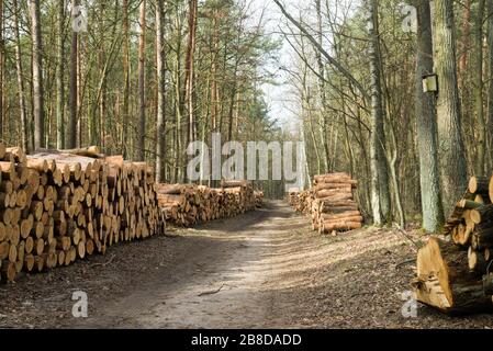 pile di tronchi di pino su strada forestale in giornata di sole Foto Stock