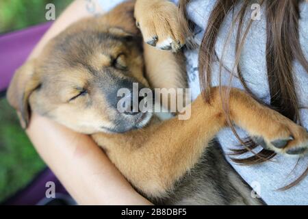 Un nuovo cane pastore tedesco, Husky cucciolo di razza mista dorme tra le braccia del suo proprietario. Foto Stock