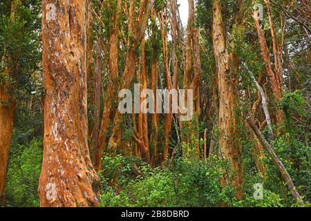 Penisola di Quetrihué, Neuquen/Argentina: Mirto cileno nel Parco Nazionale Los Arrayanes Foto Stock