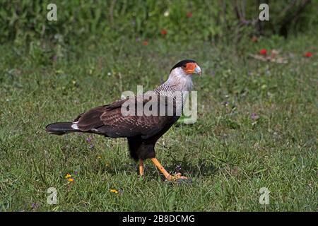 Parco Nazionale di El Palmar, Provincia Entre Rios / Argentina: Caracara crestata meridionale Foto Stock