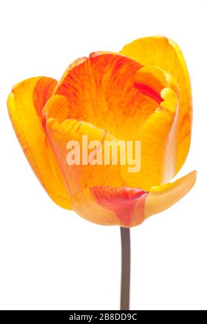 Primo piano di un fiore di tulipano arancione - isolato su sfondo bianco Foto Stock