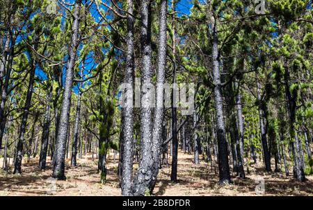 Pini delle Canarie (Pinus canariensis) che sono stati bruciati in un incendio boschivo ma che ora stanno recuperando, Llano del Jable, la Palma, Isole Canarie Foto Stock